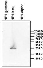 HP1 beta Antibody in Western Blot (WB)