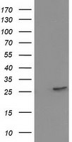 HPGD Antibody in Western Blot (WB)