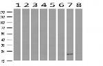 HRAS Antibody in Western Blot (WB)