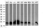 HRAS Antibody in Western Blot (WB)
