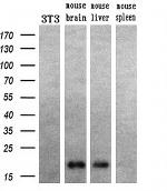HRAS Antibody in Western Blot (WB)