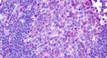 HRH1 Antibody in Immunohistochemistry (Paraffin) (IHC (P))