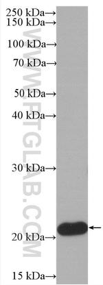 BID Antibody in Western Blot (WB)