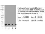 His-Tag Antibody in Western Blot (WB)
