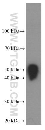 DDDDK Tag Antibody in Western Blot (WB)