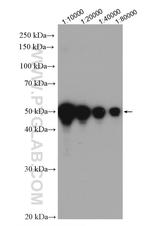 DDDDK Tag Antibody in Western Blot (WB)