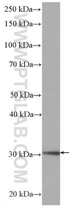 MTAP Antibody in Western Blot (WB)