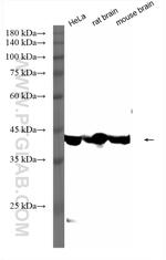 Lamin B1 Antibody in Western Blot (WB)