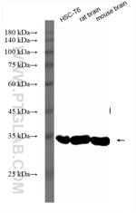 Beta Actin Antibody in Western Blot (WB)