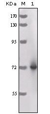 HRP Monoclonal Antibody (3A5C6)