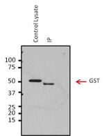 HRV3C Antibody in Immunoprecipitation (IP)