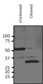 HRV3C Polyclonal Antibody