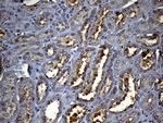 HS1BP3 Antibody in Immunohistochemistry (Paraffin) (IHC (P))