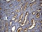 HS1BP3 Antibody in Immunohistochemistry (Paraffin) (IHC (P))