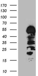 HS1BP3 Antibody in Western Blot (WB)