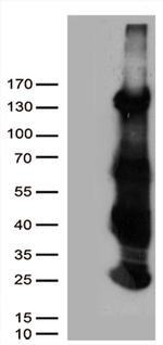 HS1BP3 Antibody in Western Blot (WB)