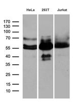 HS1BP3 Antibody in Western Blot (WB)