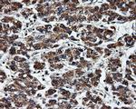 HSD17B10 Antibody in Immunohistochemistry (Paraffin) (IHC (P))
