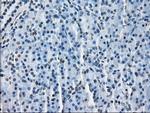 HSD17B10 Antibody in Immunohistochemistry (Paraffin) (IHC (P))