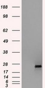 HSD17B10 Antibody in Western Blot (WB)