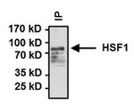 HSF1 Antibody in Immunoprecipitation (IP)