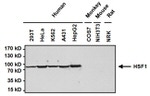 HSF1 Antibody in Western Blot (WB)