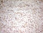 HSF2 Antibody in Immunohistochemistry (Paraffin) (IHC (P))