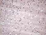 HSF2 Antibody in Immunohistochemistry (Paraffin) (IHC (P))