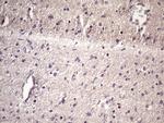 HSF2 Antibody in Immunohistochemistry (Paraffin) (IHC (P))
