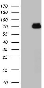 HSF2 Antibody in Western Blot (WB)