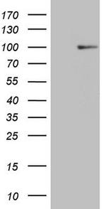 HSF2 Antibody in Western Blot (WB)