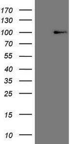HSF2 Antibody in Western Blot (WB)