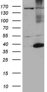 HSF2BP Antibody in Western Blot (WB)