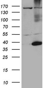 HSF2BP Antibody in Western Blot (WB)