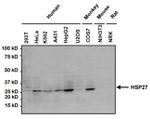 HSP27 Antibody in Western Blot (WB)