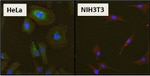 HSP27 Polyclonal Antibody