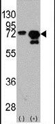HSP70 Antibody in Western Blot (WB)