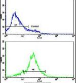 HSP90 beta Antibody in Flow Cytometry (Flow)