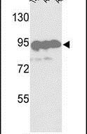 HSP90 beta Antibody in Western Blot (WB)