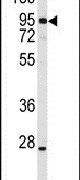 HSP90 beta Antibody in Western Blot (WB)