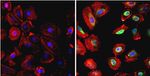 HSP90 beta Antibody in Immunocytochemistry (ICC/IF)