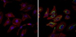 HSP90 alpha Antibody in Immunocytochemistry (ICC/IF)