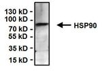 HSP90 alpha Antibody in Immunoprecipitation (IP)