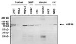 HSP90 alpha Antibody in Western Blot (WB)