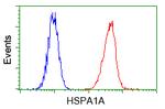HSPA1A Antibody in Flow Cytometry (Flow)