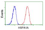 HSPA1A Antibody in Flow Cytometry (Flow)