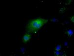 HSPA1A Antibody in Immunocytochemistry (ICC/IF)