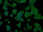 HSPA1A Antibody in Immunocytochemistry (ICC/IF)