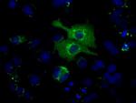 HSPA1A Antibody in Immunocytochemistry (ICC/IF)