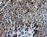 HSPA1A Antibody in Immunohistochemistry (Paraffin) (IHC (P))